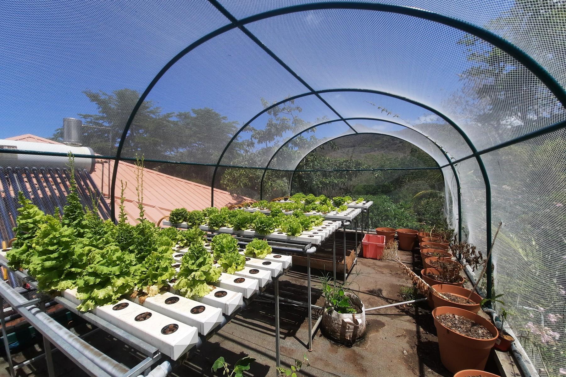 The Green House — 22