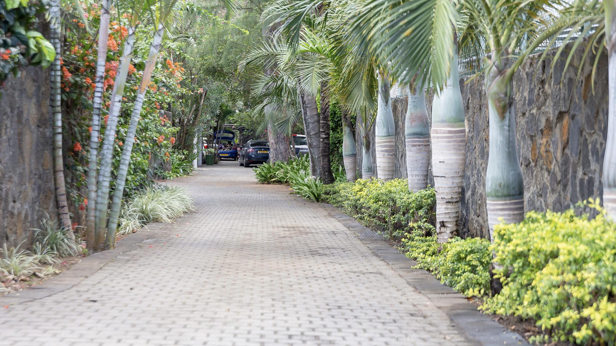 Under the Tropics — 15