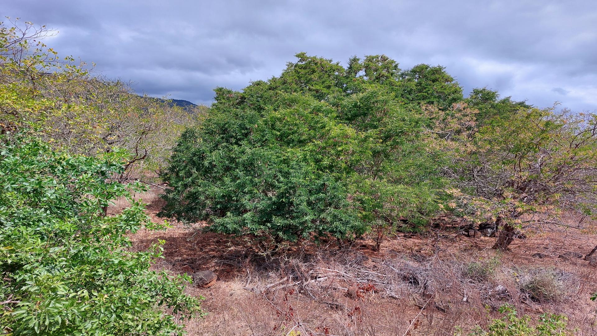 Les Hauts de Palmyre — 2
