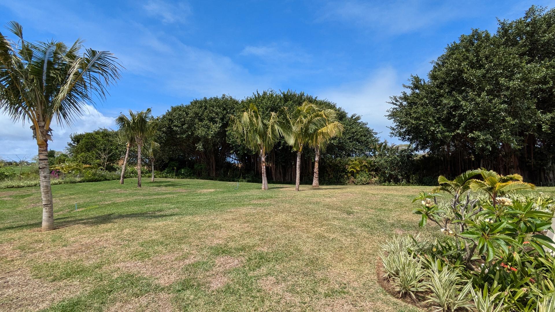 The Banyan Tree — 18